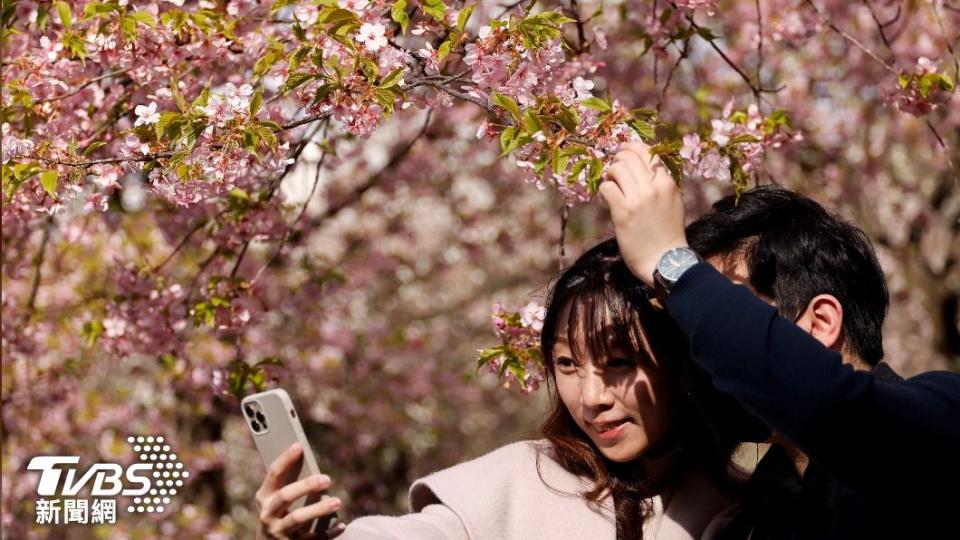 本月月初，東京的遊客與櫻花合影。（圖／達志影像路透社）