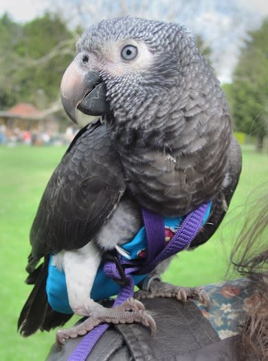 Undated handout photo issued by the Metropolitan Police of Wunsy the African grey parrot who was being taken for a walk - and fly - in Sunningfields Park, north London, on Friday when his female owner was grabbed by the shoulders and shoved. PRESS ASSOCIATION Photo. Issue date: Thursday April 10, 2014. The bird flapped his wings and squawked, causing the attacker to take flight towards Great North Road, Hendon. Pc Chris Cutmore from Colindale Police Station said: