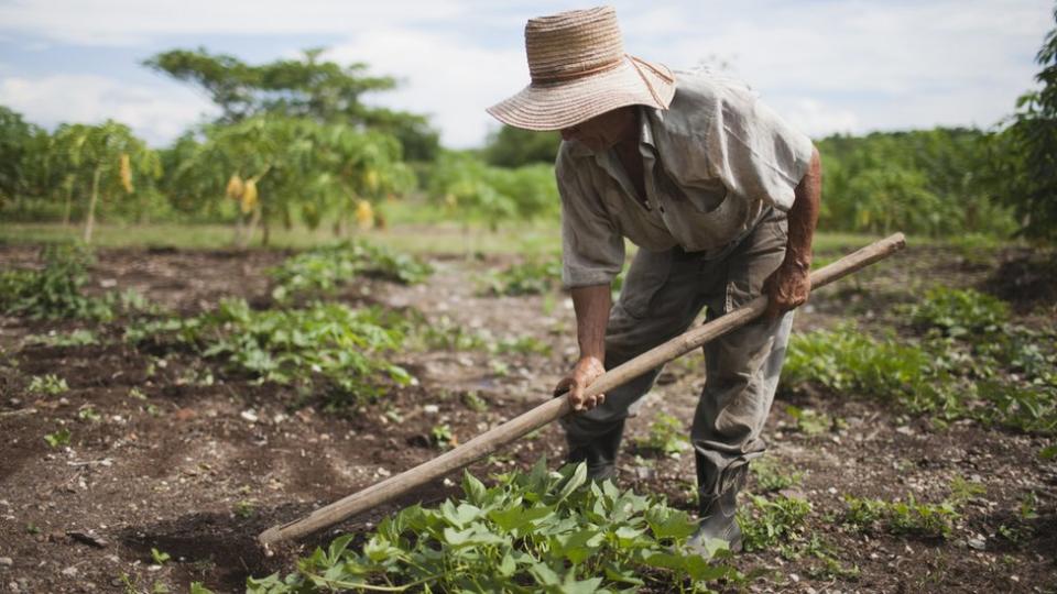 Agricultor cubano