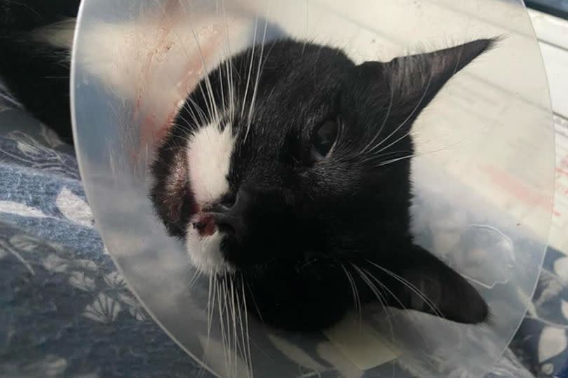 Jinx faced being put down after he returned home with severe facial injuries