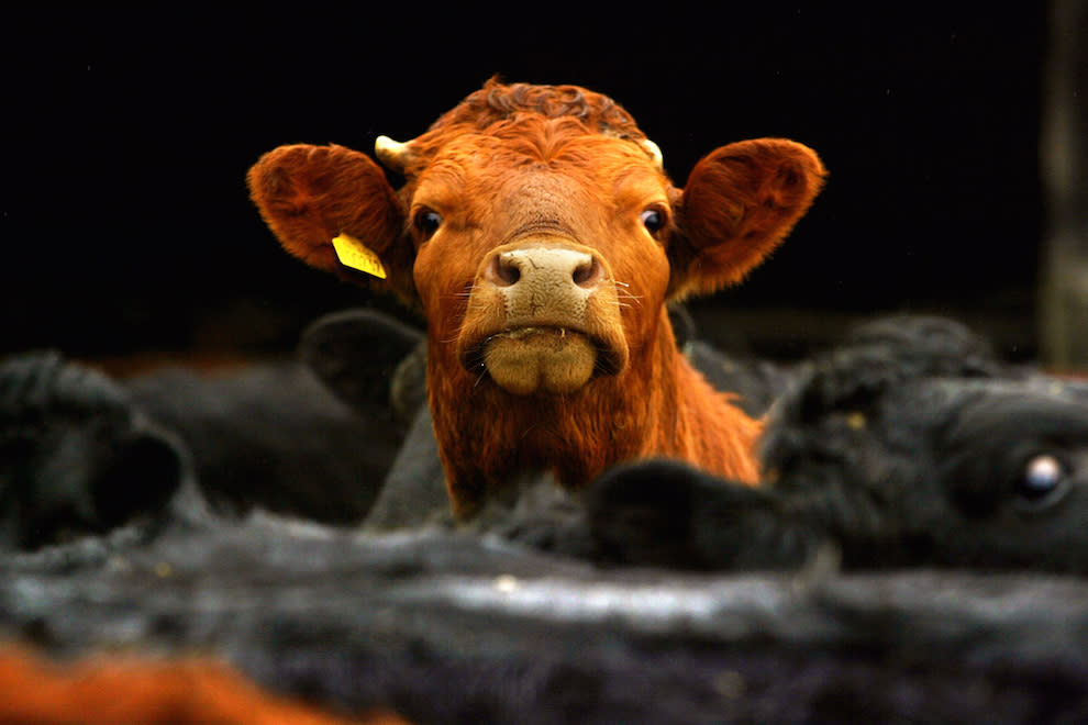 Dairy farms are being targeted by a vegan activist campaign (Picture: PA)