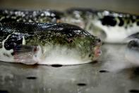 A blowfish is set to be auctioned at an early morning fish auction in Shimonoseki