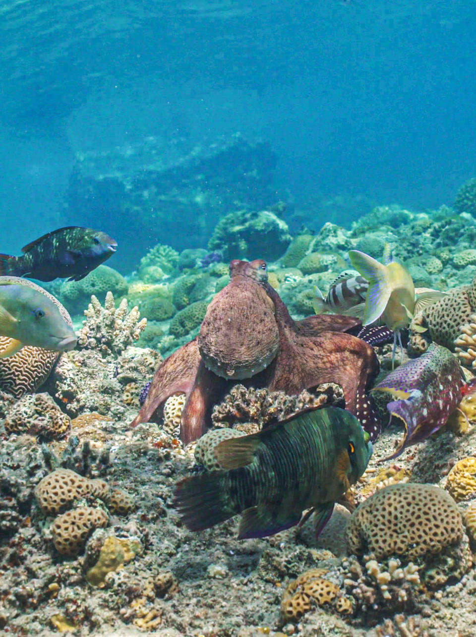 An octopus cyanea hunts a blue mullet, while a blacktip grouper lurks. (Eduardo Sampaio and Simon Gingins)