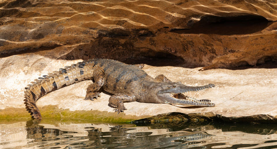 Large crocodile resting on rock near the Fitzroy River in Queensland. 