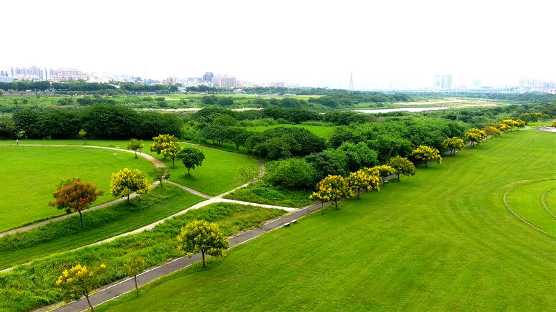 新北市河濱運動公園台灣欒樹盛開，花瓣飄落宛如黃金雨。（圖／新北市政府水利局提供）