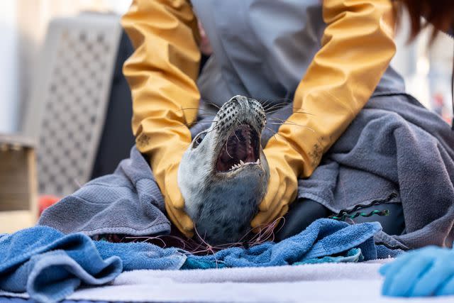 <p>Seacor & Co.</p> The baby seal rescued by workers at the Mystic Aquarium in Connecticut