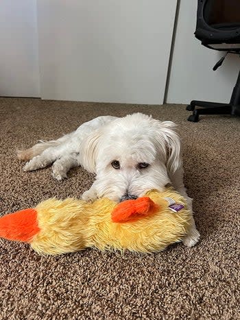 a dog chewing on the orange duck toy