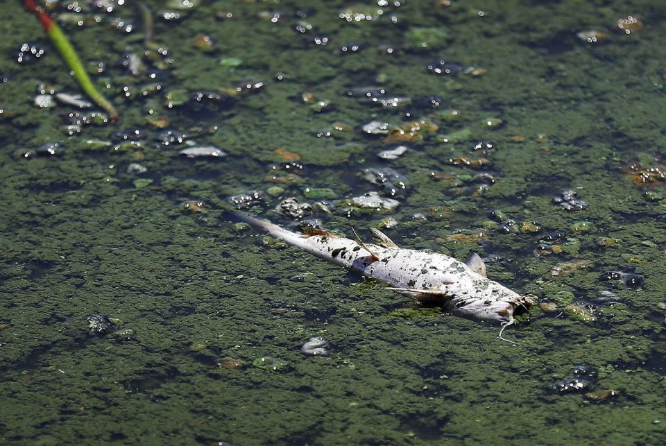 Dead fish floating in algae