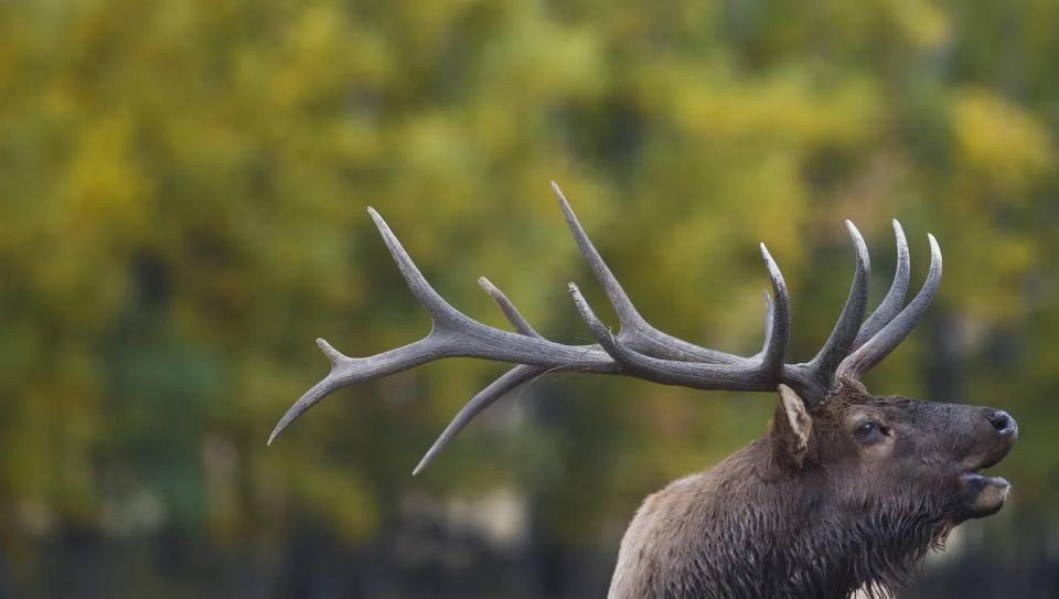 In this file photo, a bull elk bugles in Moraine Park in Rocky Mountain National Park.