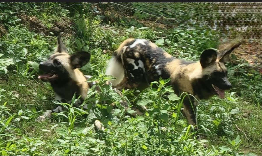 African Painted Dogs