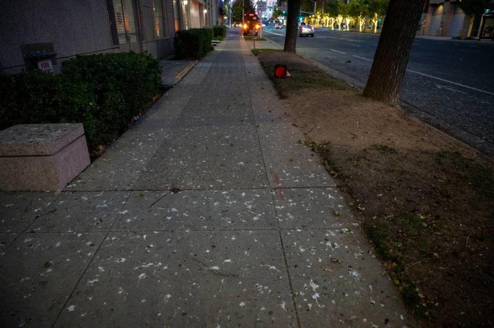 Bird droppings mark the sidewalk on Fifth Street in downtown Sacramento on Friday. The Downtown Sacramento Partnership has hired a falconry service to help manage the crow population in downtown using trained falcons to humanely push the crows out of the area.