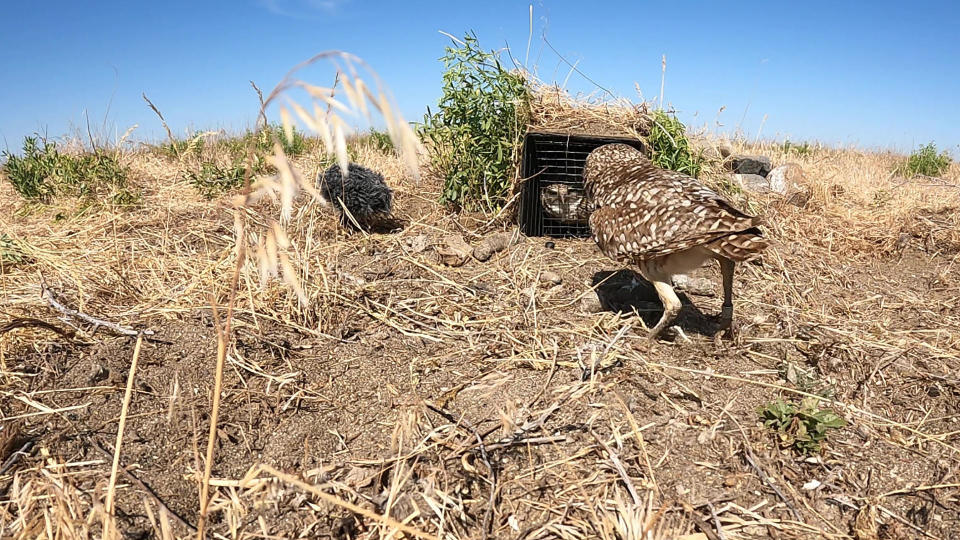 Burrowing owls on the site of what was a U.S. Army chemical depot in Oregon.  / Credit: CBS News