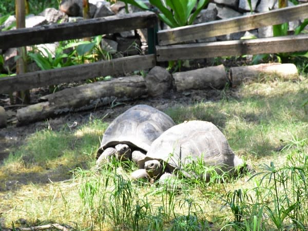 The Al-Dabra tortoise at the Nehru Zoological Park  in Hyderabad.