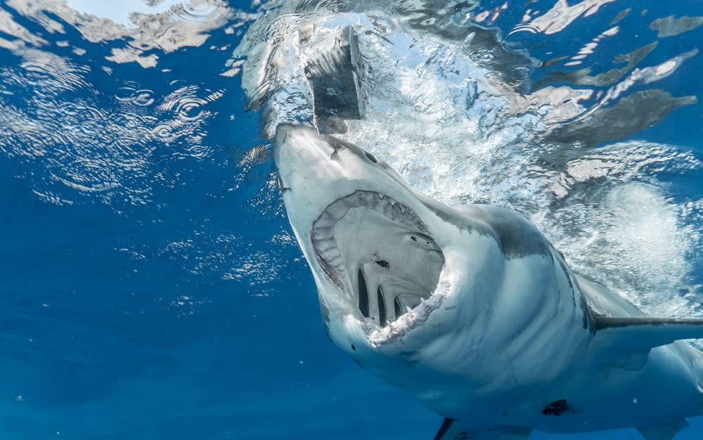 Shark Under Water