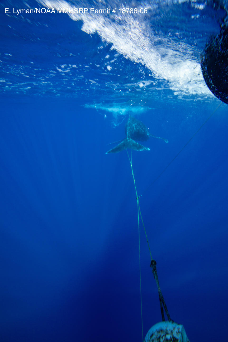 In this photo provided by the National Oceanic and Atmospheric Administration, officials remove mooring line and a buoy from a young humpback whale off Ukumehame, Maui, Wednesday, Jan. 26, 2022. Federal officials say the yearling humpback was freed from entanglement in gear that included about 140 feet of line and a plastic trawling buoy. (Ed Lyman/NOAA via AP)