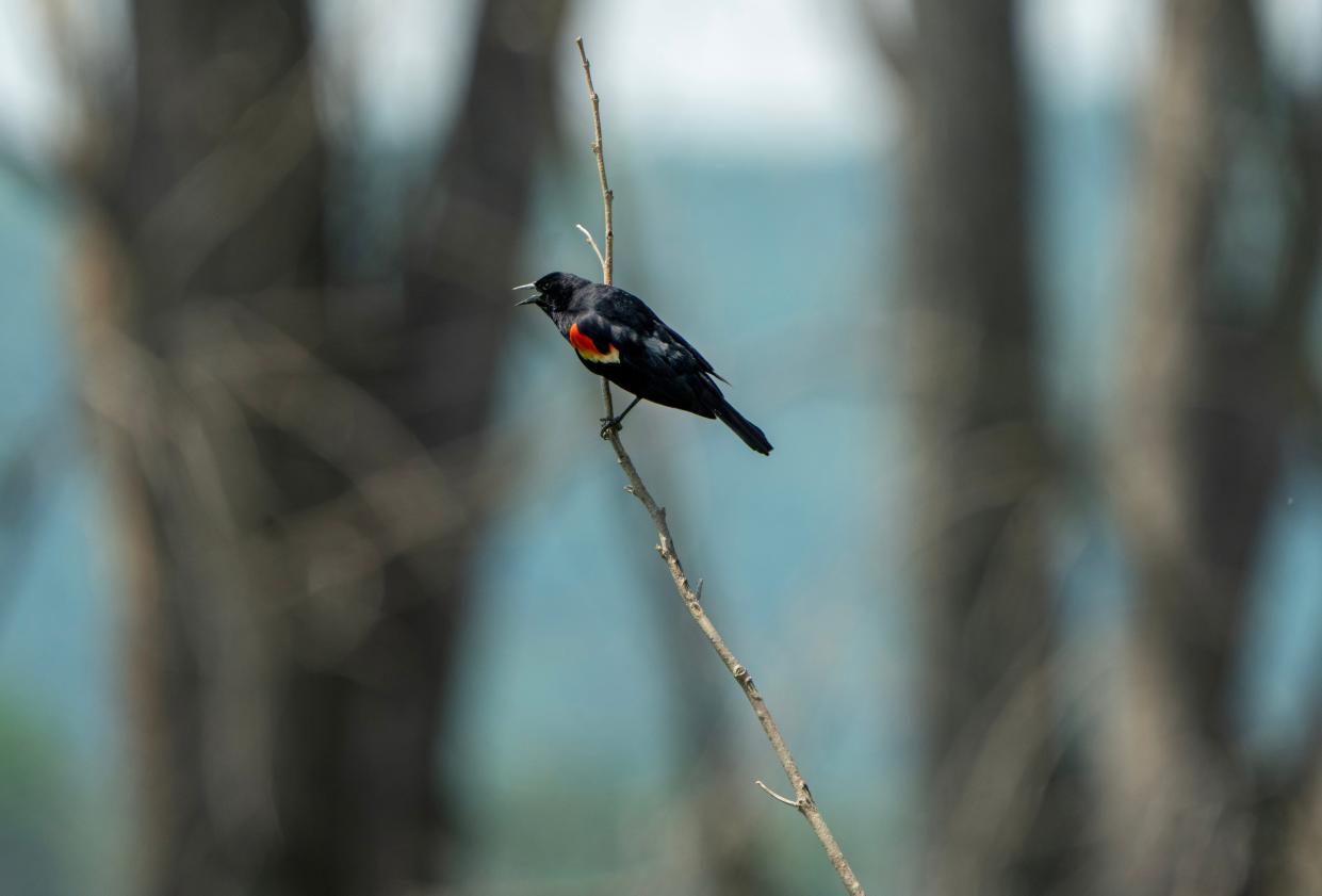 A red wing blackbird sits on a small branch on June 2, 2023, on an island in the Mississippi River south of La Crosse.