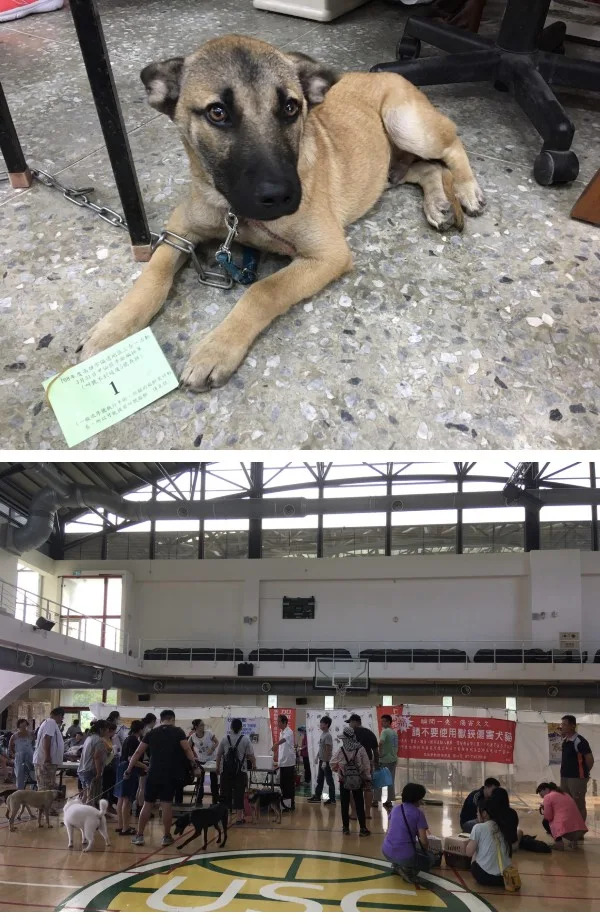 高雄市犬貓絕育補助開跑　金額加碼毛孩爸媽速速申請