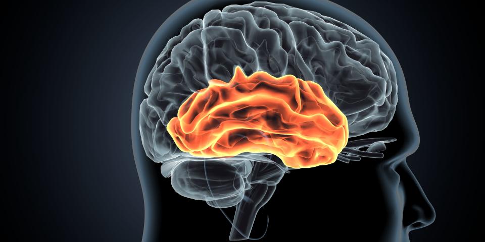 Illustration of the human brain with the temporal lobe region highlighted in orange.