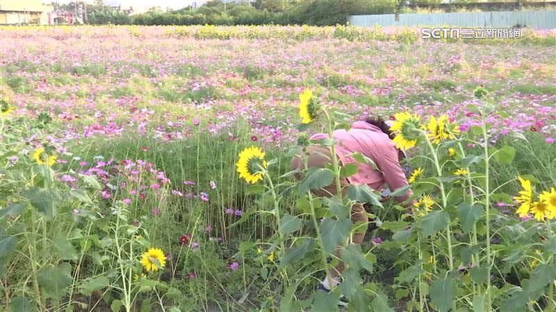 花田季還沒開放，卻有民眾擅自踩踏花海。