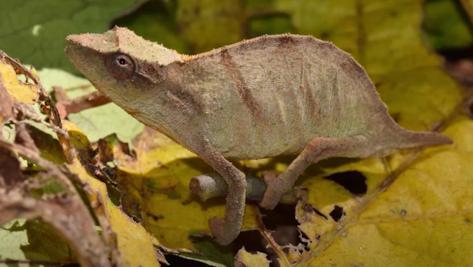 A Chapman's pygmy chameleon blending in with the green and brown branches and leaves around it.