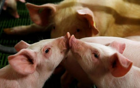 FILE PHOTO: Piglets play in a piggery at village near Warsaw April 10, 2014. REUTERS/Kacper Pempel/File Photo