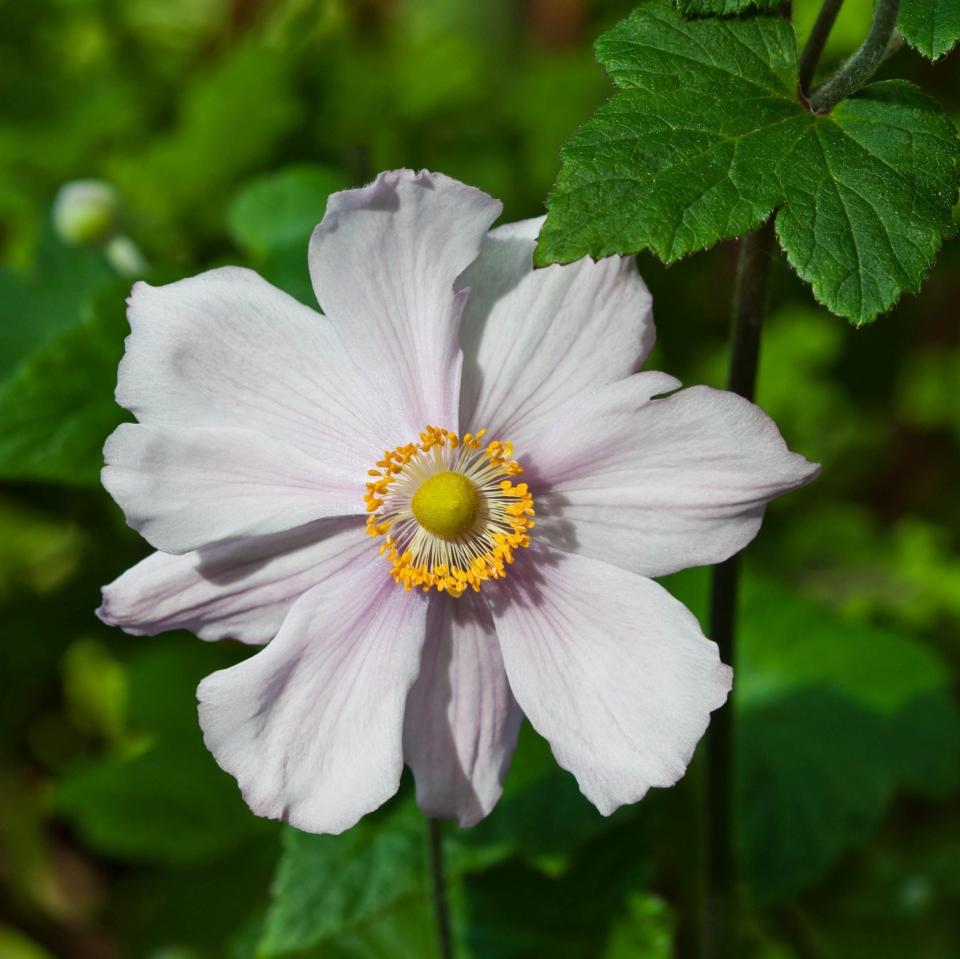 Anemone × hybrida ‘Königin Charlotte’ - Gap Photos