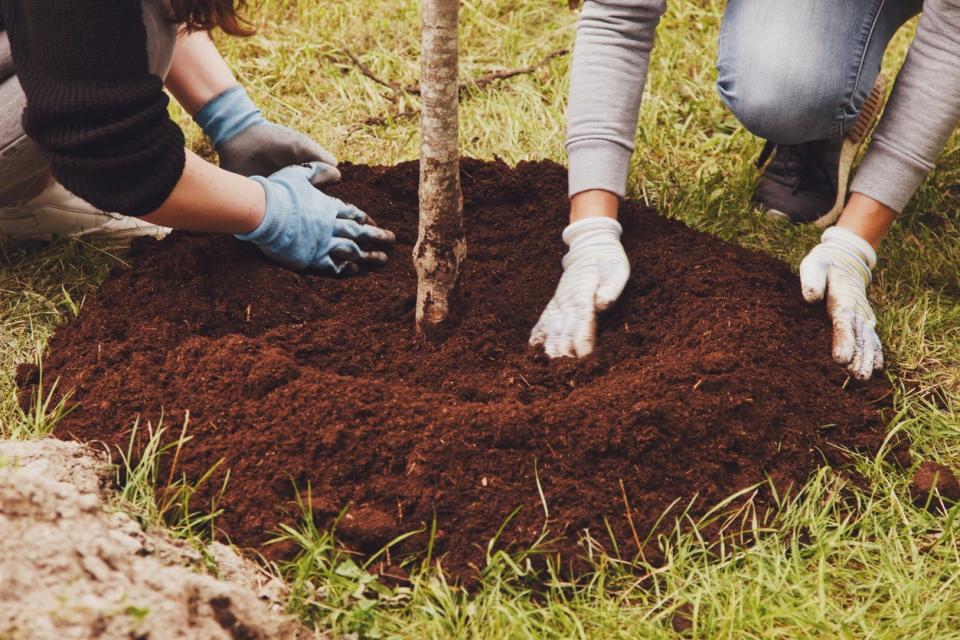 Two people wearing garden gloves planting a tree sapling