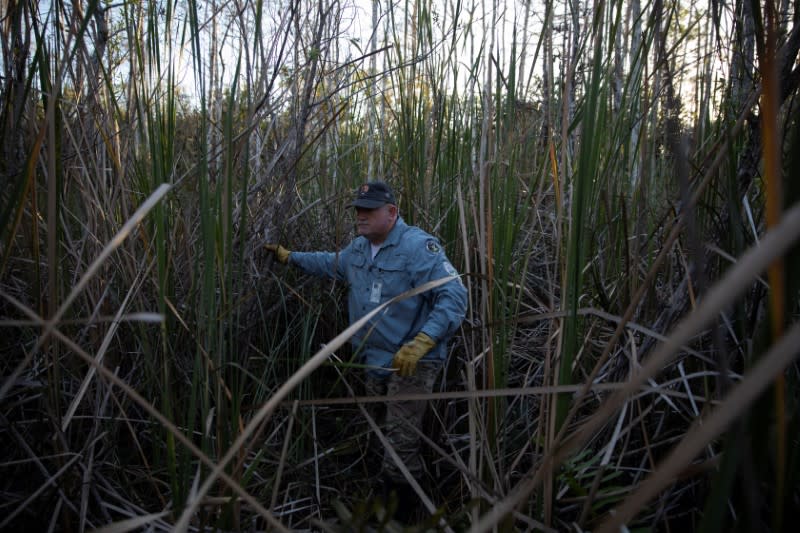 Thomas Aycock explores the Everglades' swamps and sawgrass as he hunts Burmese pythons near Ochopee