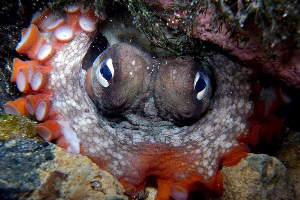 The octopuses were found to use the remains of their meals to attract other prey (Sylke Rohrlach/Wikipedia)