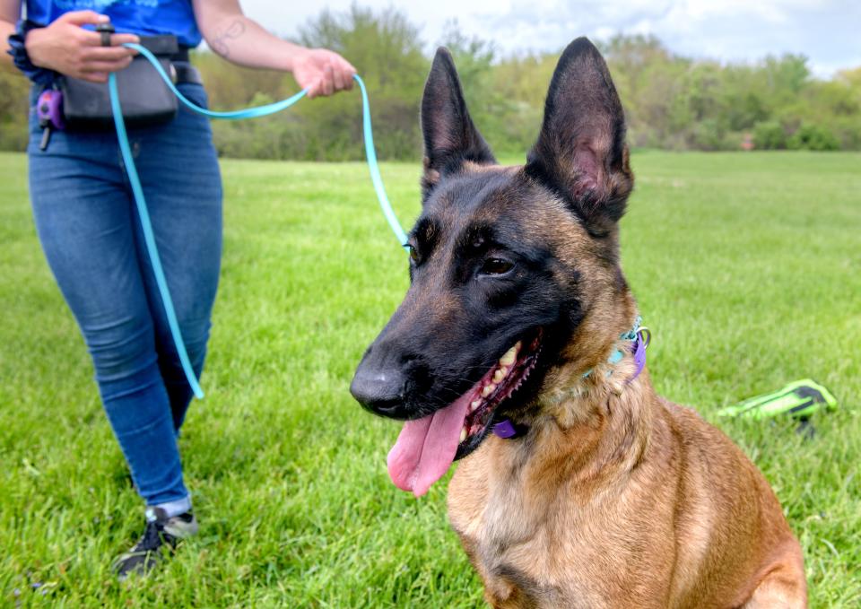 Oops, a 4-year-old Belgian Malinois sits patiently as she waits to continue her training with owner Anna Sauder kf The Distracted Dog at Alpha Park in Bartonville.