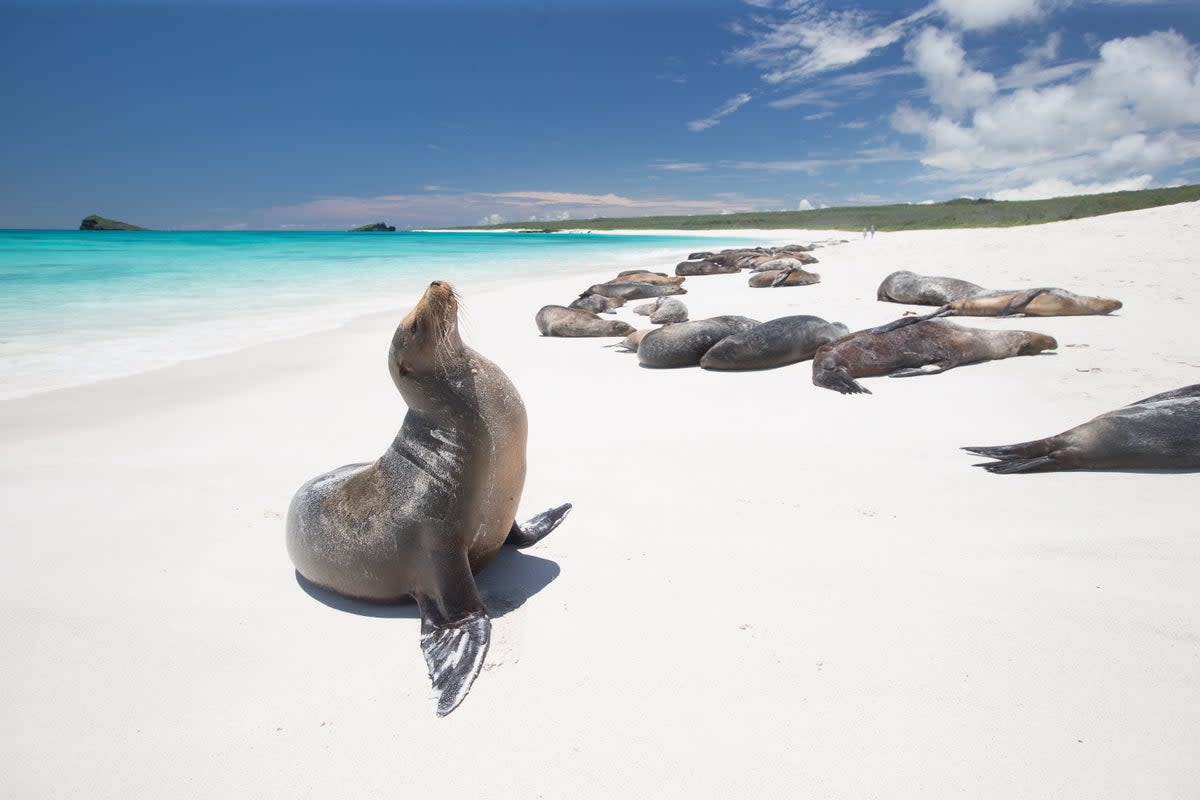 Chill on the beach with the Galapagos sea lions (Getty Images/iStockphoto)