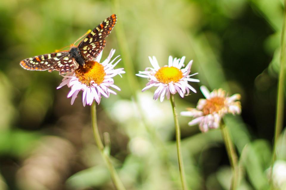 Other threatened species could also benefit from an increase in golden paintbrush, like Taylor’s checkerspot butterfly.