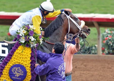 Nov 3, 2017; Del Mar, CA, USA; Forever Unbridled gets sponged off by jockey John Velazquez after a win in the ninth race during the 34th Breeders Cup world championships at Del Mar Thoroughbred Club. Mandatory Credit: Jake Roth-USA TODAY Sports