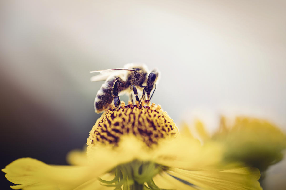 World Bee Day: 6 products that help support our bees