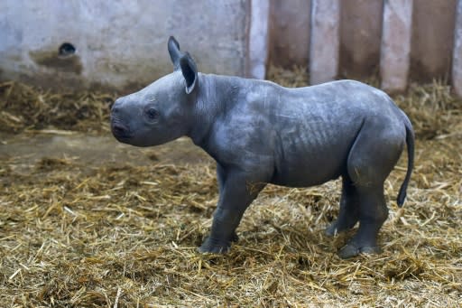 The black rhinoceros is classified as critically endangered