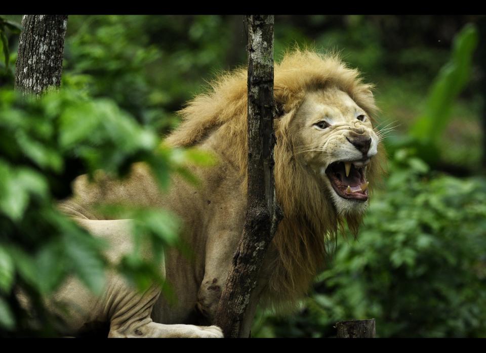 Tembo, a white lion, roars in the FURESA park zoo in the town of Jayaque, 40 km west of San Salvador on June 8, 2012. The Wild Reserve Foundation (FURESA) built a zoo park in a former coffee plantation.  AFP PHOTO/Jose CABEZAS        (Photo credit should read Jose CABEZAS/AFP/GettyImages)