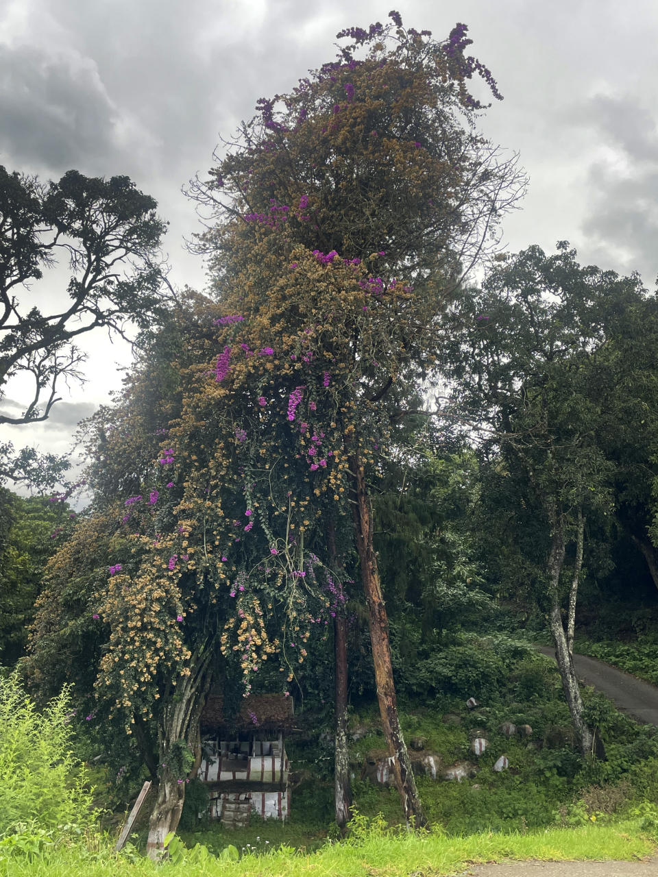 An Indigenous temple and shrine in Banagudi Shola, a sacred forest near Kotagiri, India, where members of the Kurumba tribe worship and offer sacrifices, on Aug. 30, 2023. The Kurumba medicine people collect herbs, roots and tree bark from the forest. (AP Photo/Deepa Bharath)