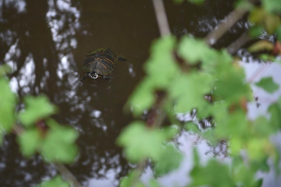 A turtle swims in the water at Earth Day Augusta at Phinizy Swamp Nature Park on Saturday, April 22, 2023. Hundreds of community members turned out for hayrides, vendors, and educational booths about sustainability.  