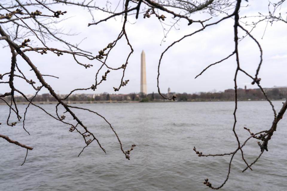 On an unusually warm March day the Cherry Blossom Trees buds frame the Washington Monument, Monday, March 7, 2022, along the tidal basin in Washington. (AP Photo/Jacquelyn Martin)