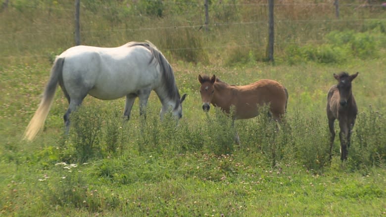 2 Newfoundland pony foals helping family farm preserve the population