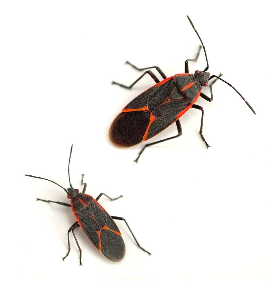 Box elder bugs are another common cold weather nuisance, because they often appear in large numbers.