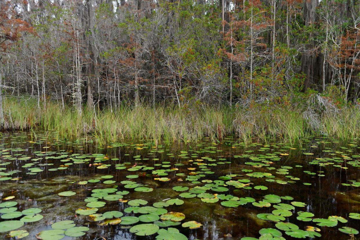 Lily pads float in November 2023 at the Okefenokee National Wildlife Refuge in Folkston, Ga.