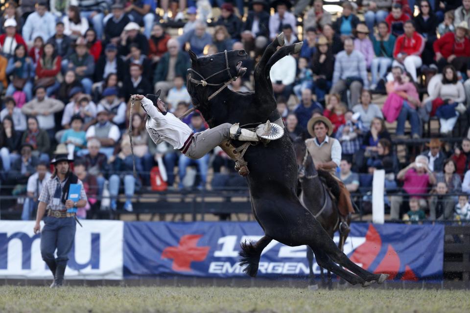 A gaucho rides a wild horse during the annual celebration of Criolla Week in Montevideo