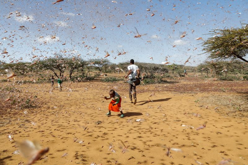 The Wider Image: Farmers fight back: making animal feed from a locust plague