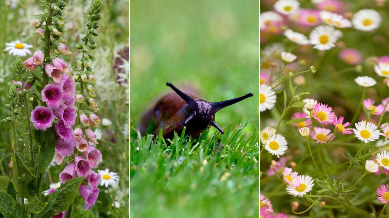  slug repellent plants 