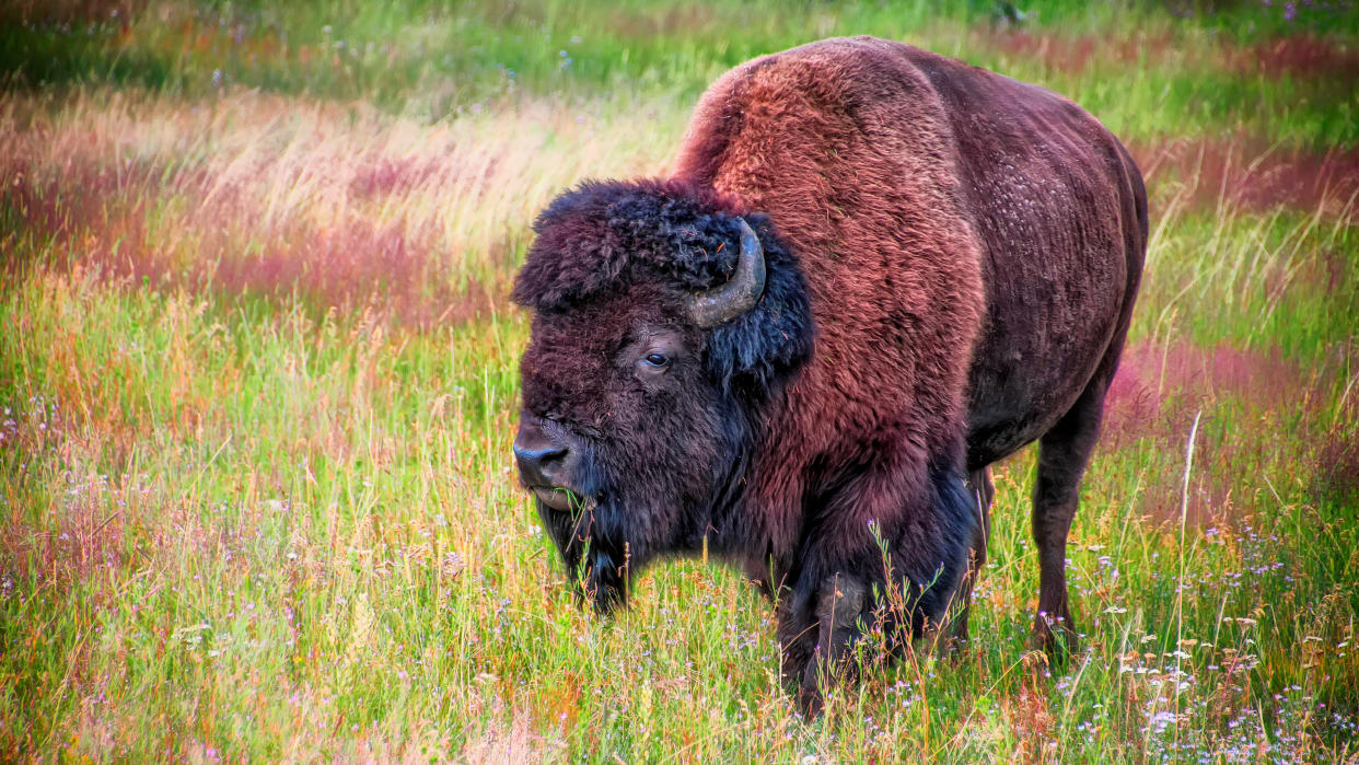  Bison in field at Yellowstone National Park, USA 