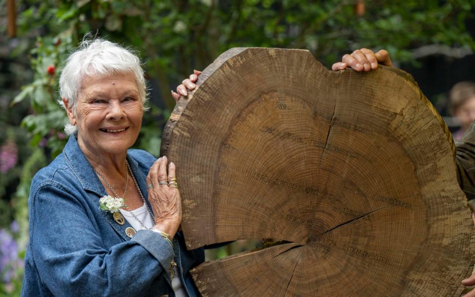 Dame Judi Dench will today launch the Woodland Heritage £250k fundraising campaign to promote British woodland and timber for furniture making - Paul Grover for the Telegraph 