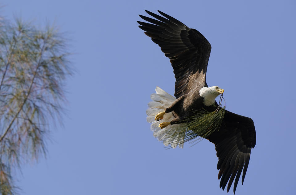 Un águila calva lleva ramitas para armar su nido en Pembroke Pines (Florida) el 10 de diciembre del 2021. (AP Photo/Wilfredo Lee, File)