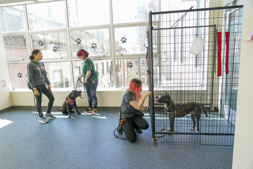 Behavior specialists work with dogs being cared for at the at the ASPCA adoption center, Friday, April 21, 2023, on the Upper West Side neighborhood of New York. While the Westminster Kennel Club crowns the cream of the canine elite on one of tennis' most storied courts next week, another 19th-century institution across town will be tending to dogs that have had far more troubled lives. New York is home to both the United States' most prestigious dog show and its oldest humane society, the American Society for the Prevention of Cruelty to Animals. Their histories entwine: Some proceeds from the very first Westminster dog show, in 1877, helped the young ASPCA build its first dog and cat shelter years later. (AP Photo/Mary Altaffer)