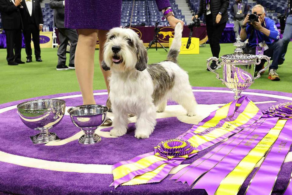<p>Cindy Ord/Getty</p>  Buddy Holly, the Petit Basset Griffon Vendeen who won the 147th Annual Westminster Kennel Club Dog Show Presented by Purina Pro Plan in 2023